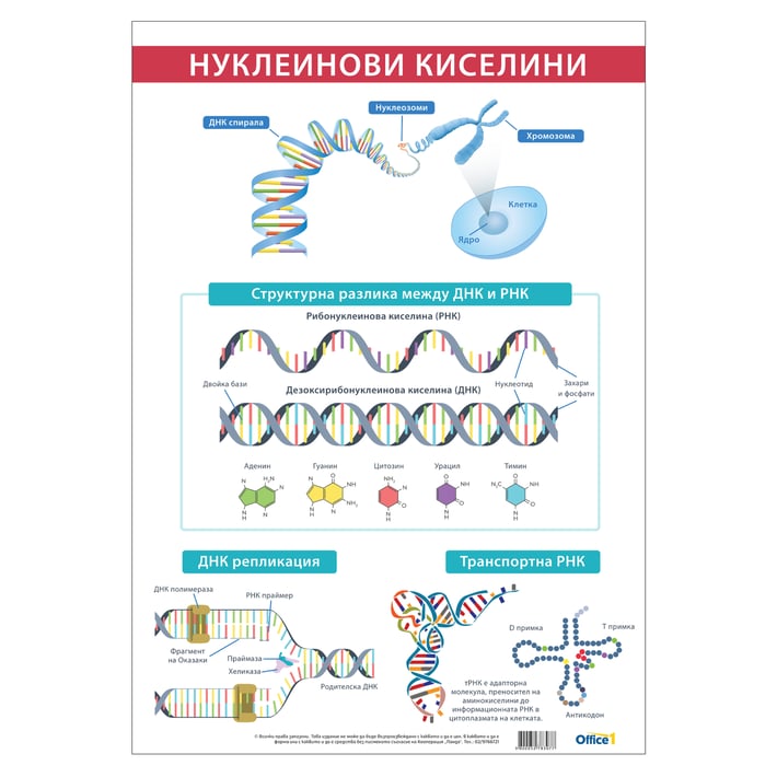 Office 1 Ученическо табло ''Нуклеинови киселини'', 70 x 100 cm