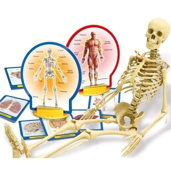 Game Human body parts