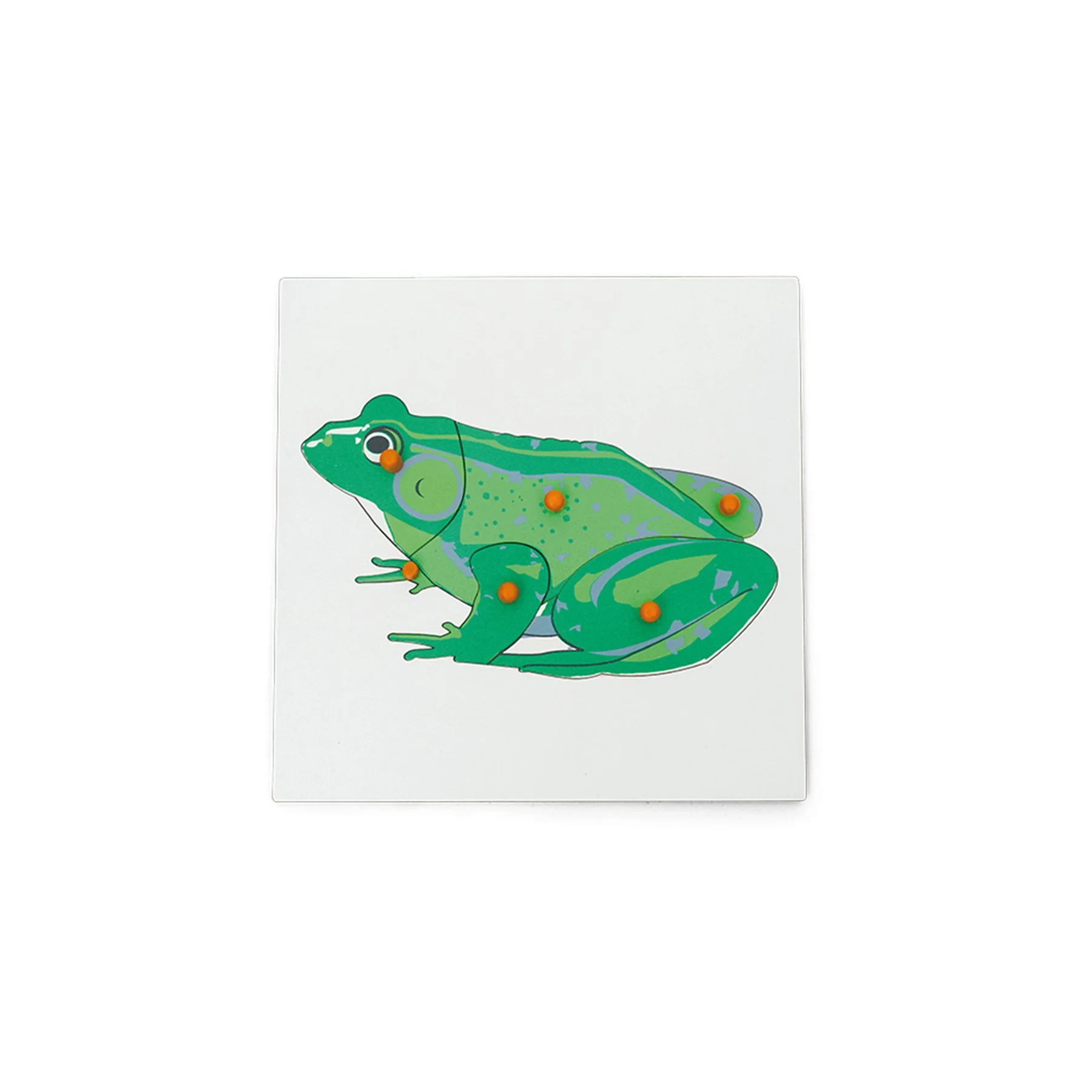 Nowa Szkola Puzzle Frog, wooden, 6 pieces