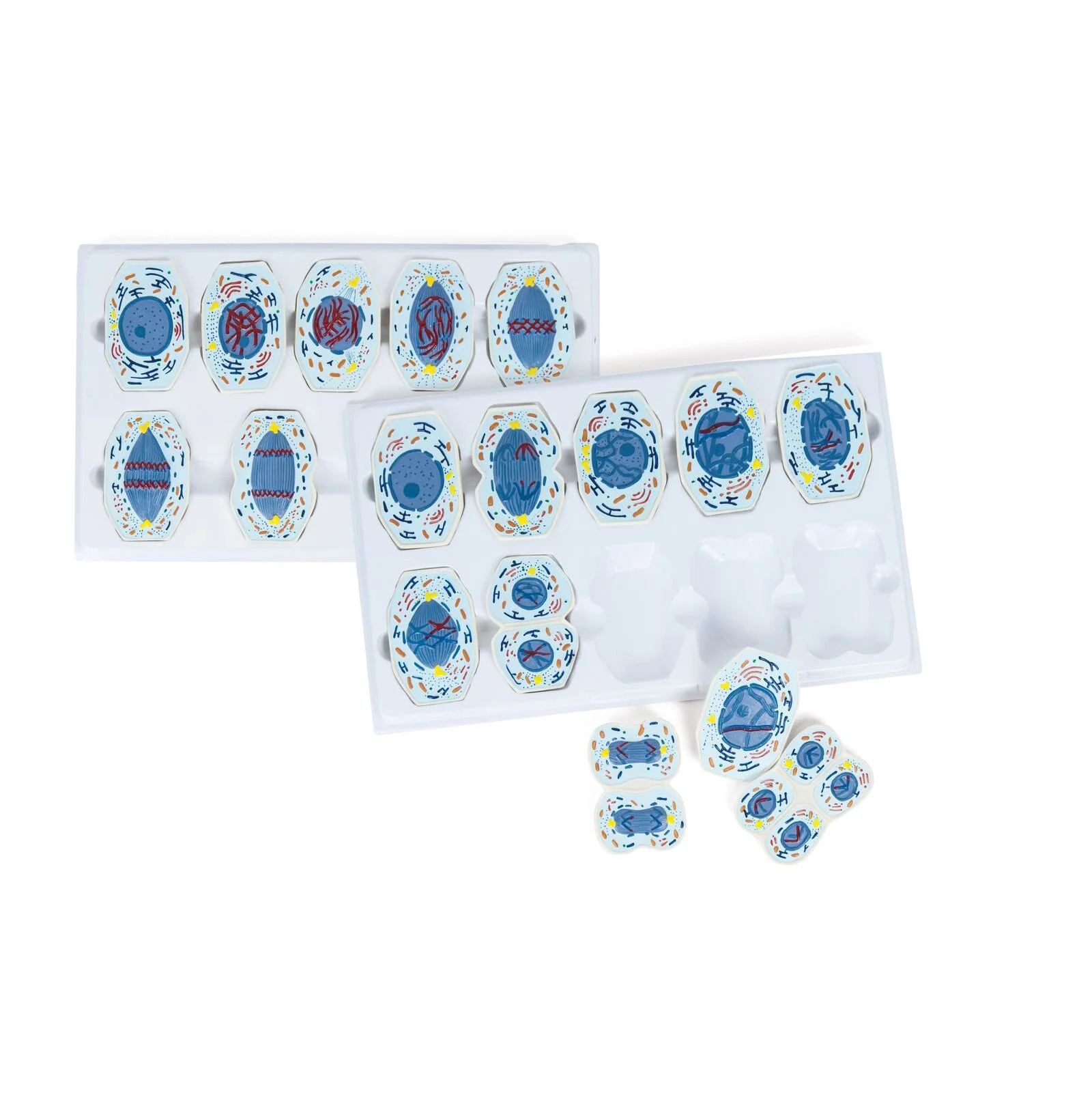 Nowa Szkola Demonstration set for Meiosis and Mitosis