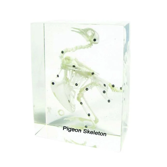 Nowa Szkola Pigeon Skeleton, 18 x 14 x 8 cm