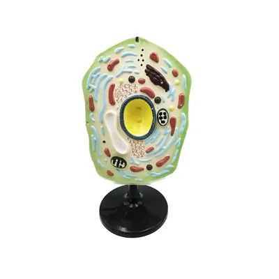 Gelsonlab Plant cell model