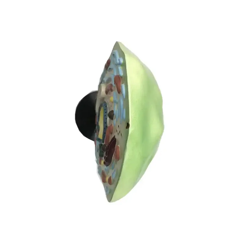 Gelsonlab Plant cell model