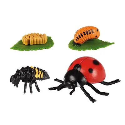 Life cycle Eduplay Ladybird Life Cycle