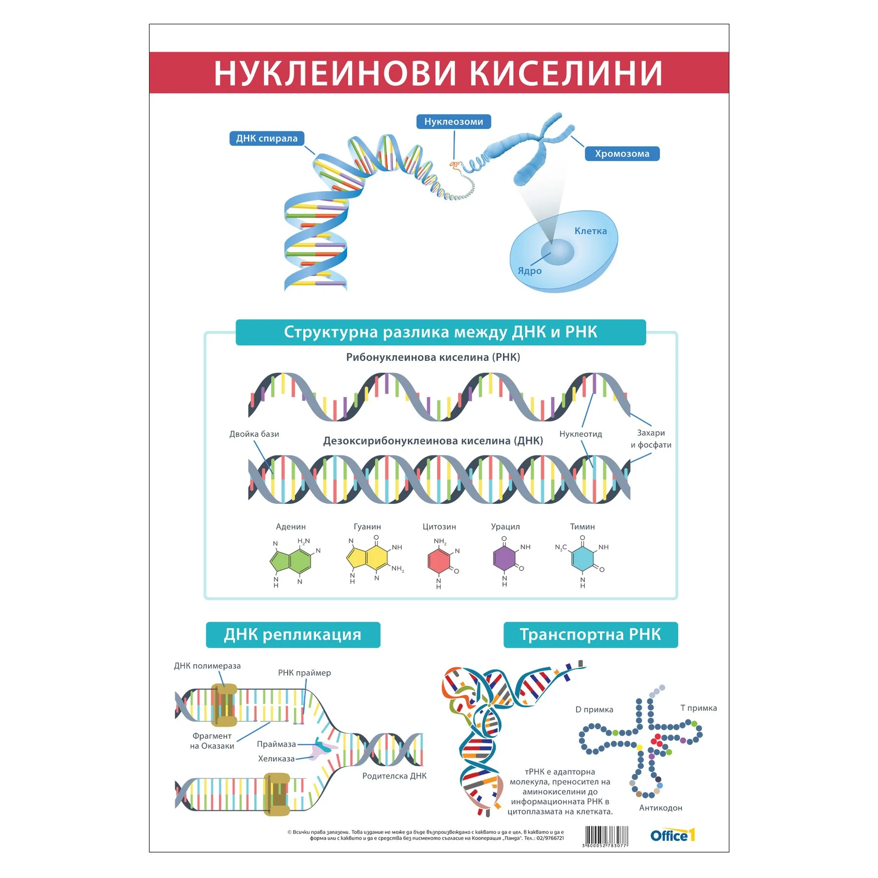 Office 1 Educational board “Nucleic acids”, 70 x 100 cm