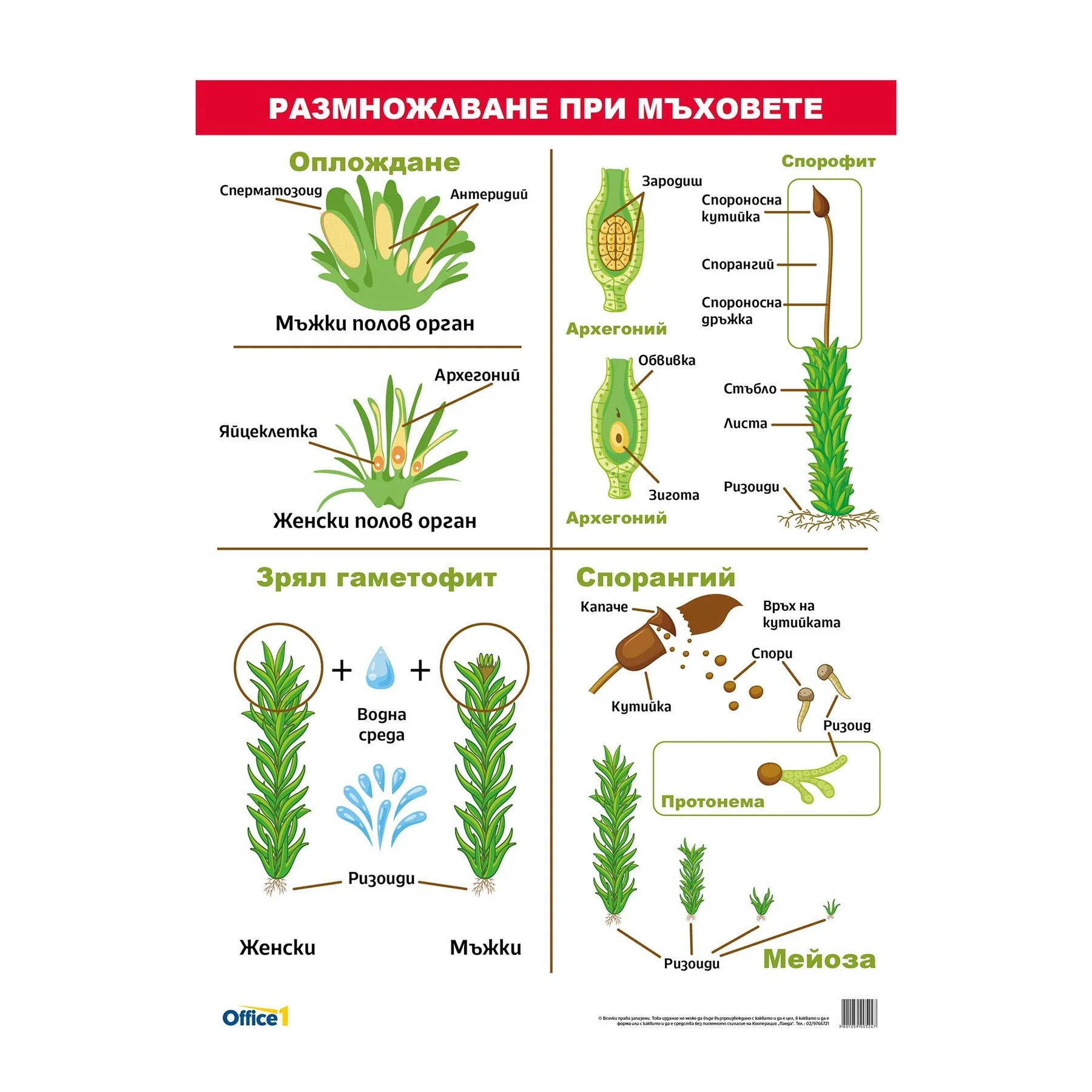 Office 1 Educational Board ''Reproduction in Mosses'', 70 x 100 cm