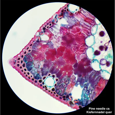 Bresser Microscope Researcher Bino, 40x–1000x