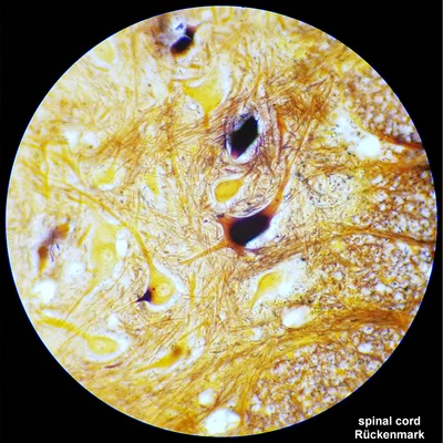 Bresser Microscope Researcher Bino, 40x–1000x