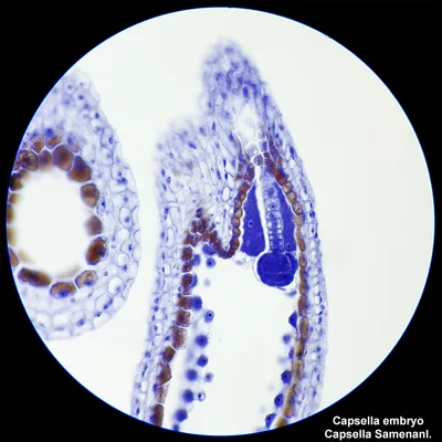Bresser Microscope Researcher Bino, 40x–1000x