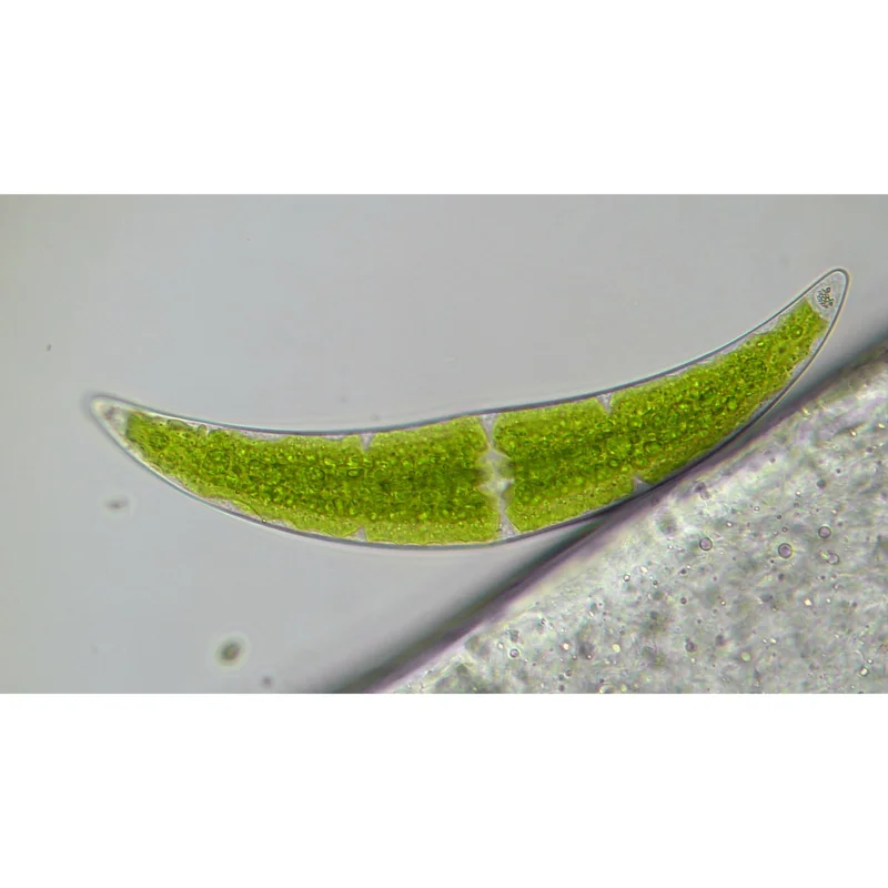 Bresser Microscope Researcher Trino, 40x – 1000x