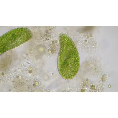 Bresser Microscope Researcher Trino, 40x – 1000x