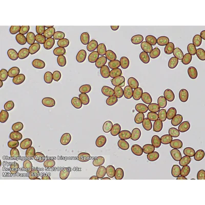 Bresser Microscope Researcher Trino, 40x – 1000x