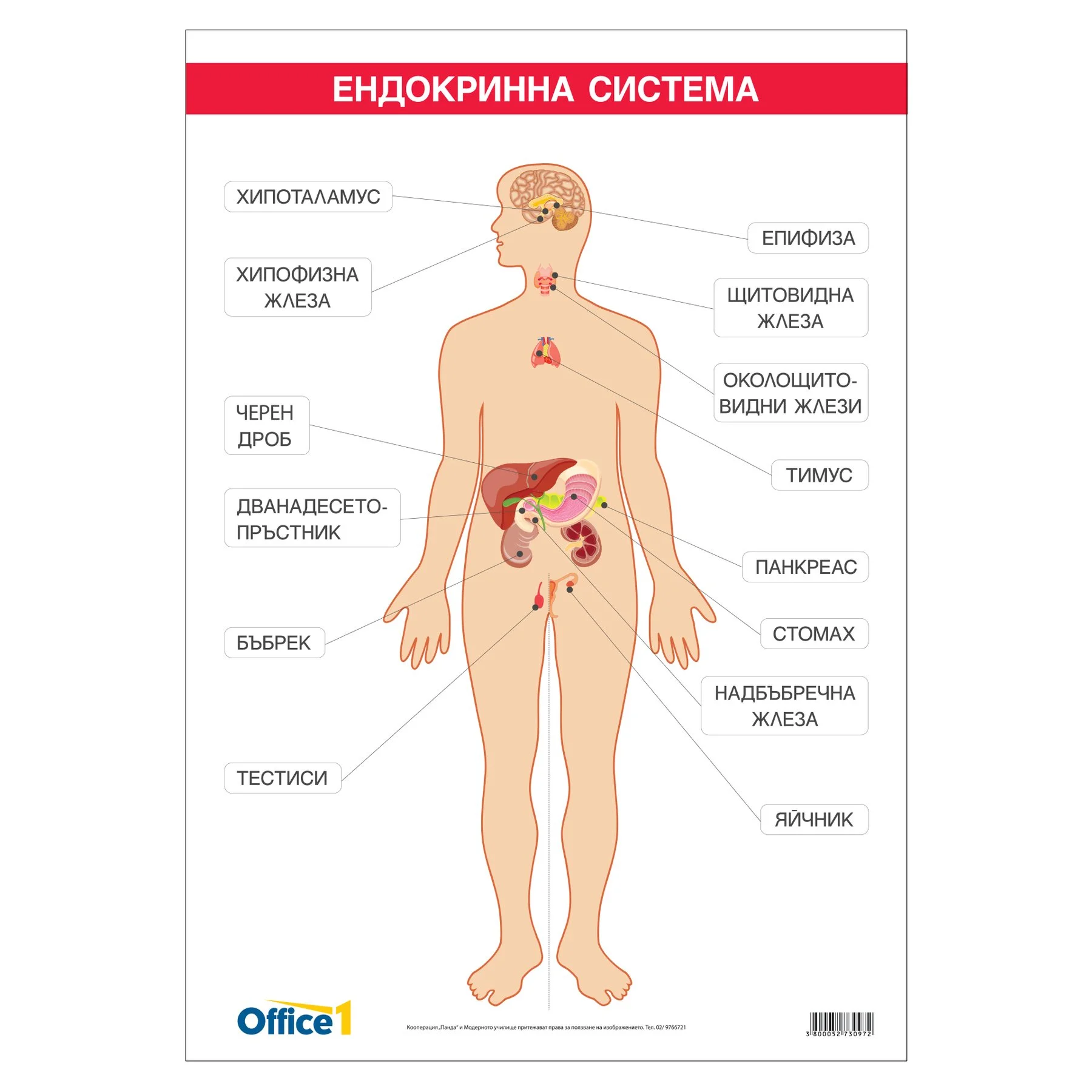 Office 1 Educational Board “Endocrine System”, 70 x