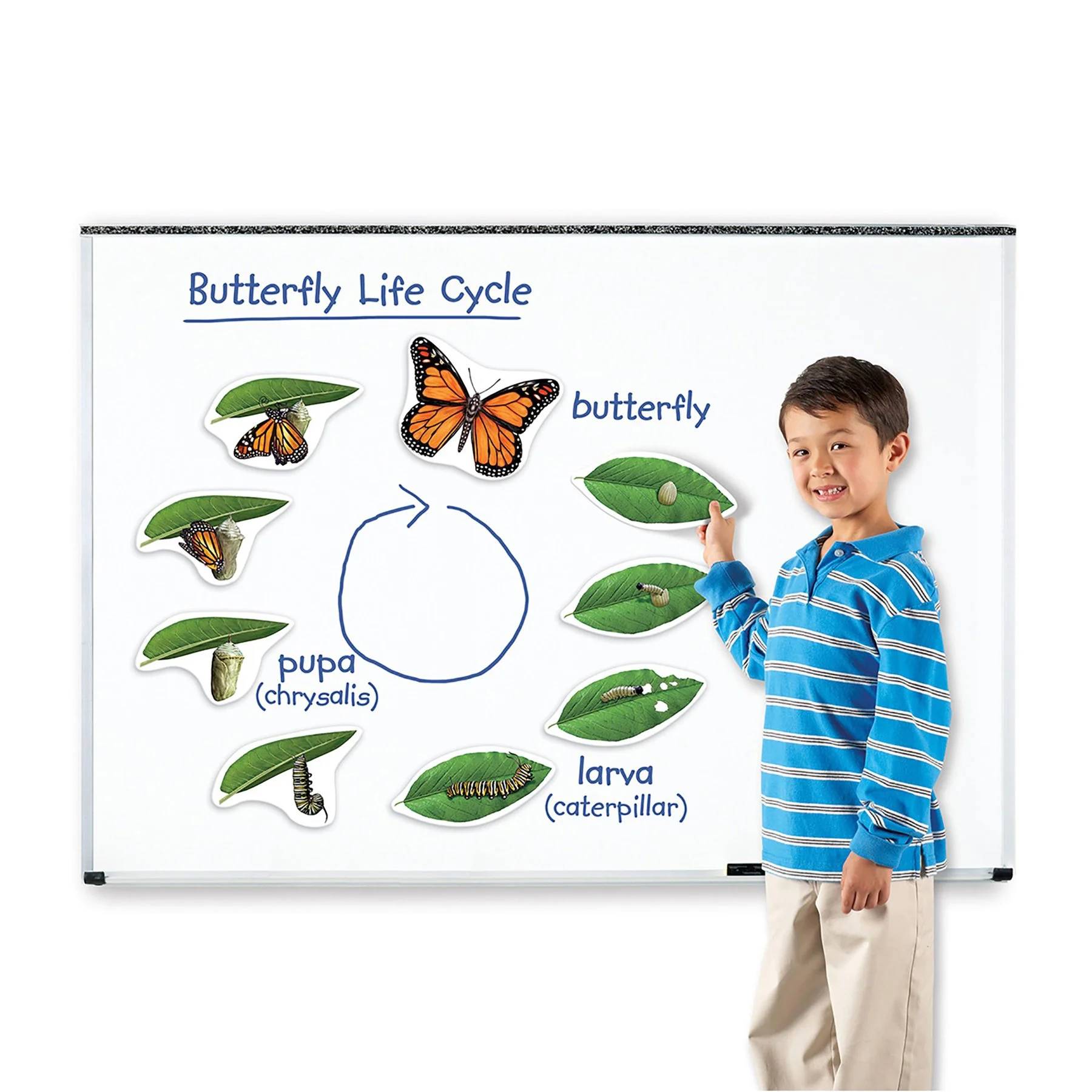 Learning Resources Magnetic set Life cycle of a butterfly