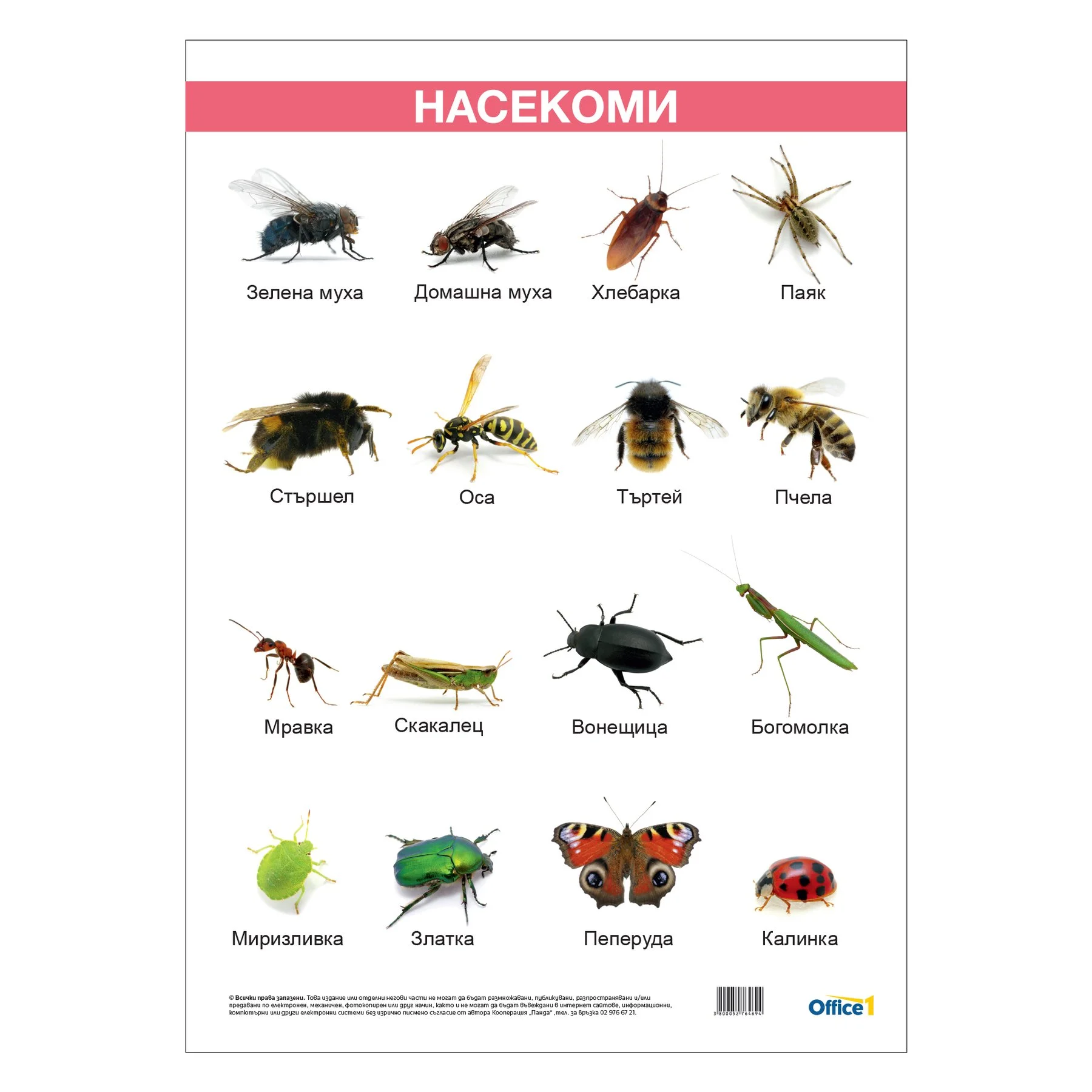 Office 1 Classroom poster “Insects”, laminated, 50 x 70 cm