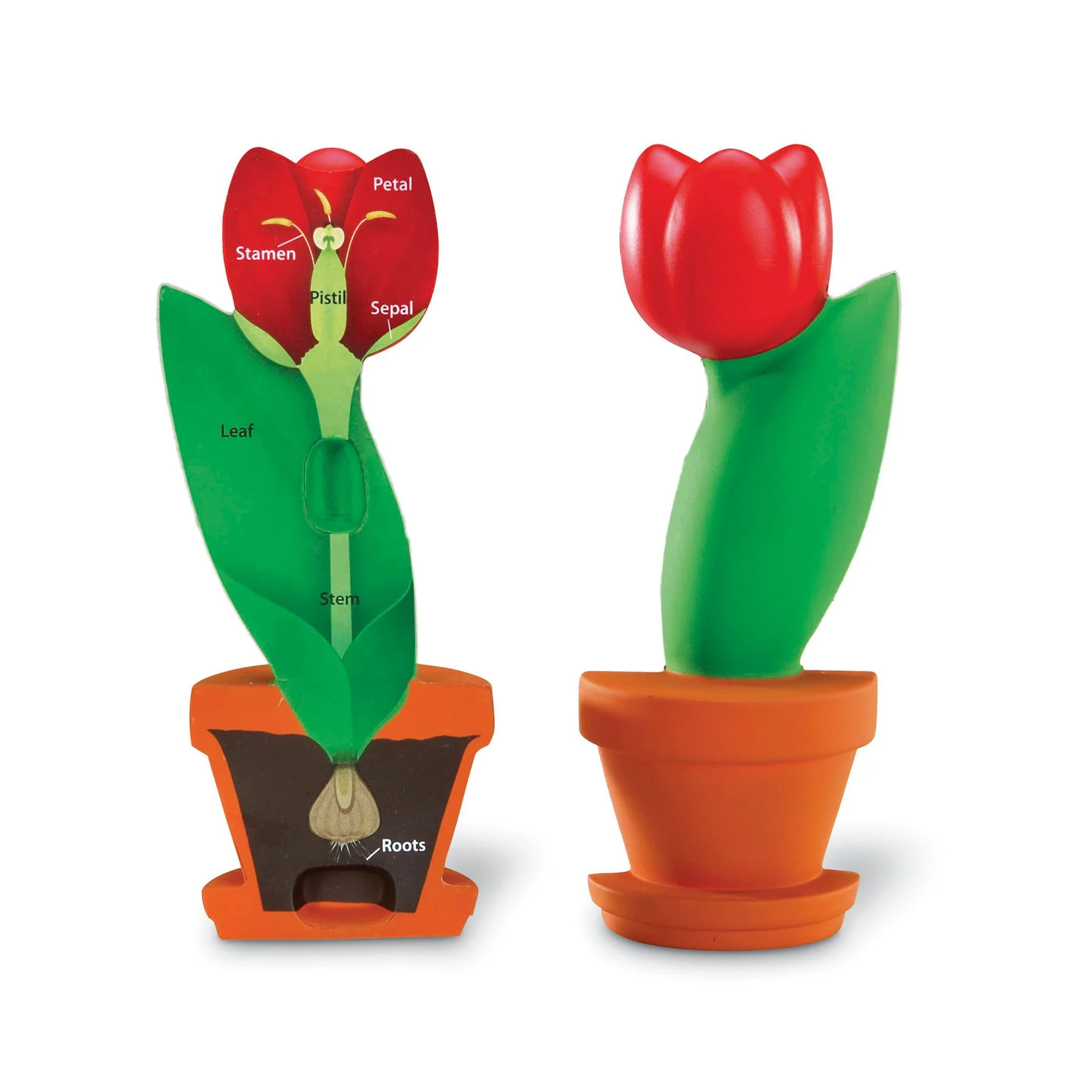 Learning Resources Cutaway model tulip flower