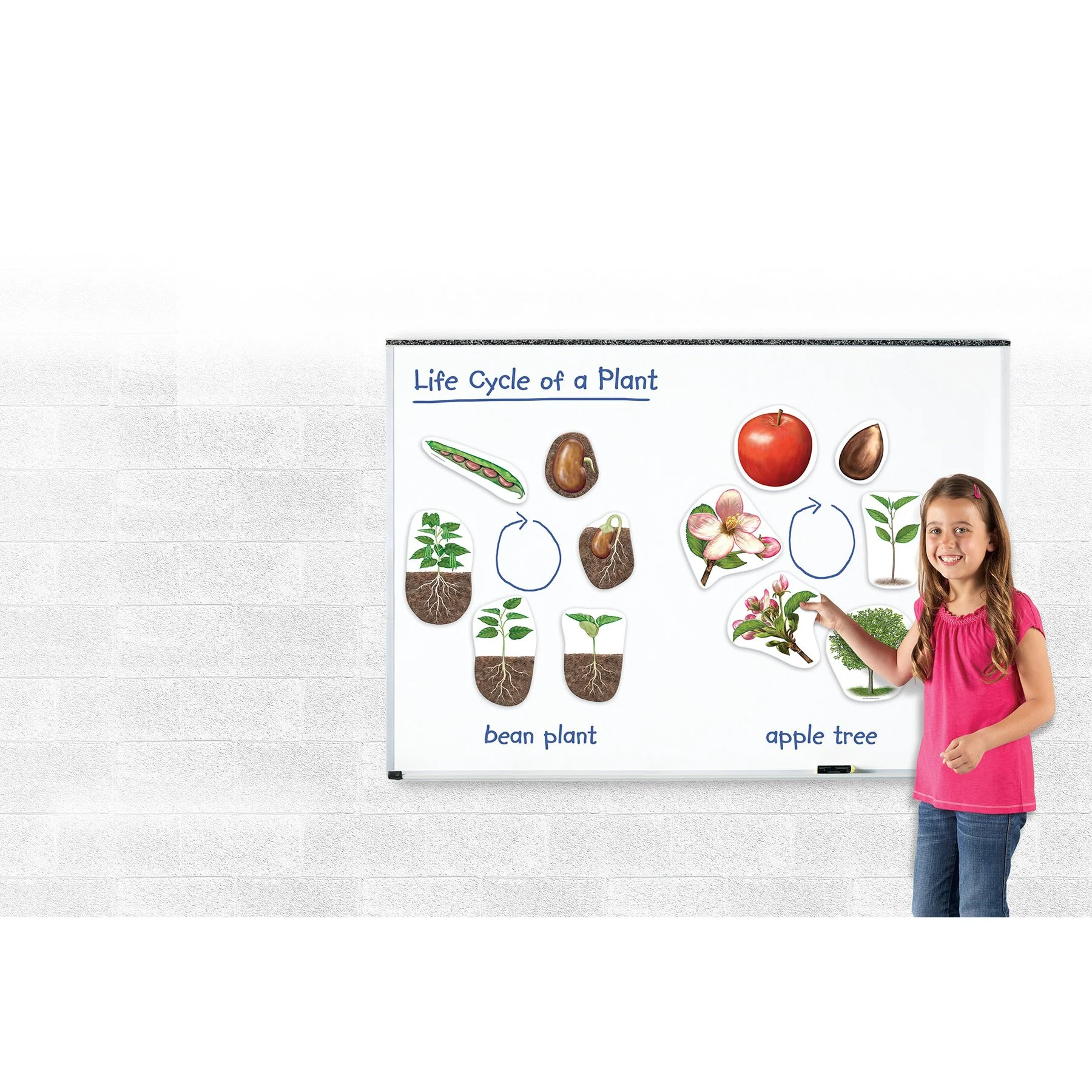 Learning Resources Magnetic set Plant life cycle