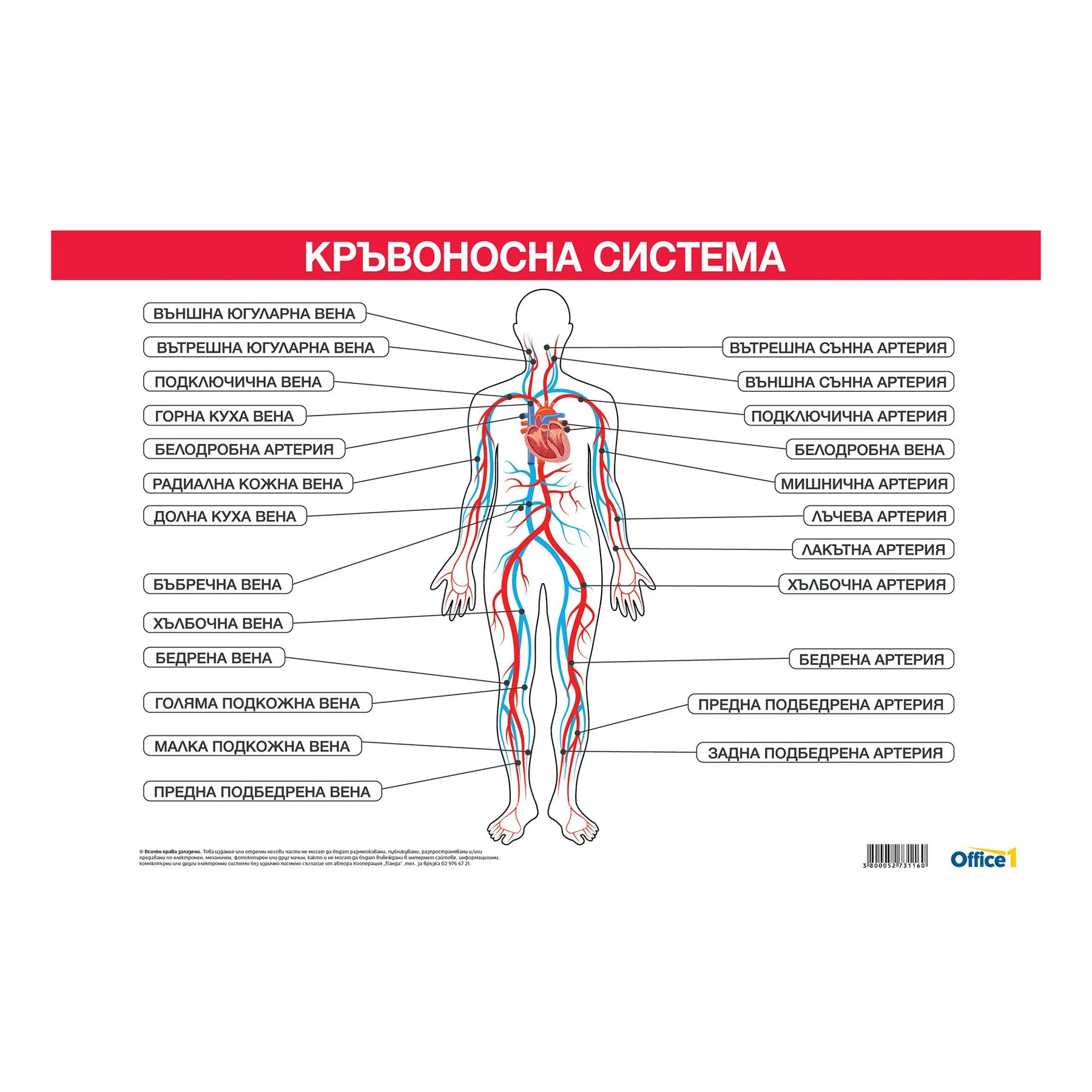 Cubos School board "Circulatory system", 100 x 70 cm