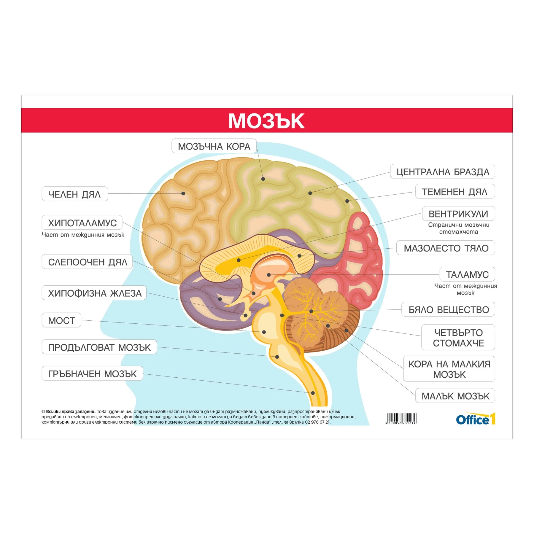 Office 1 School Poster “Brain”, 100 x 70 cm