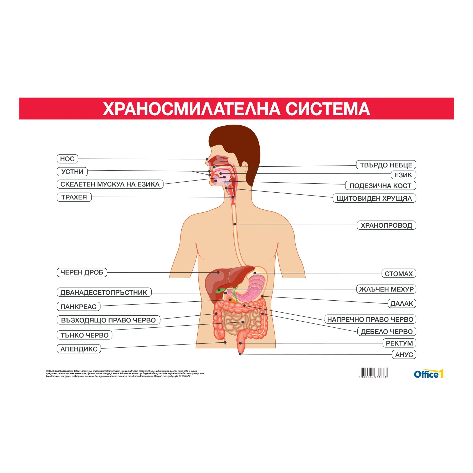 Office 1 Educational Board “Digestive System”, 100 x 70 cm
