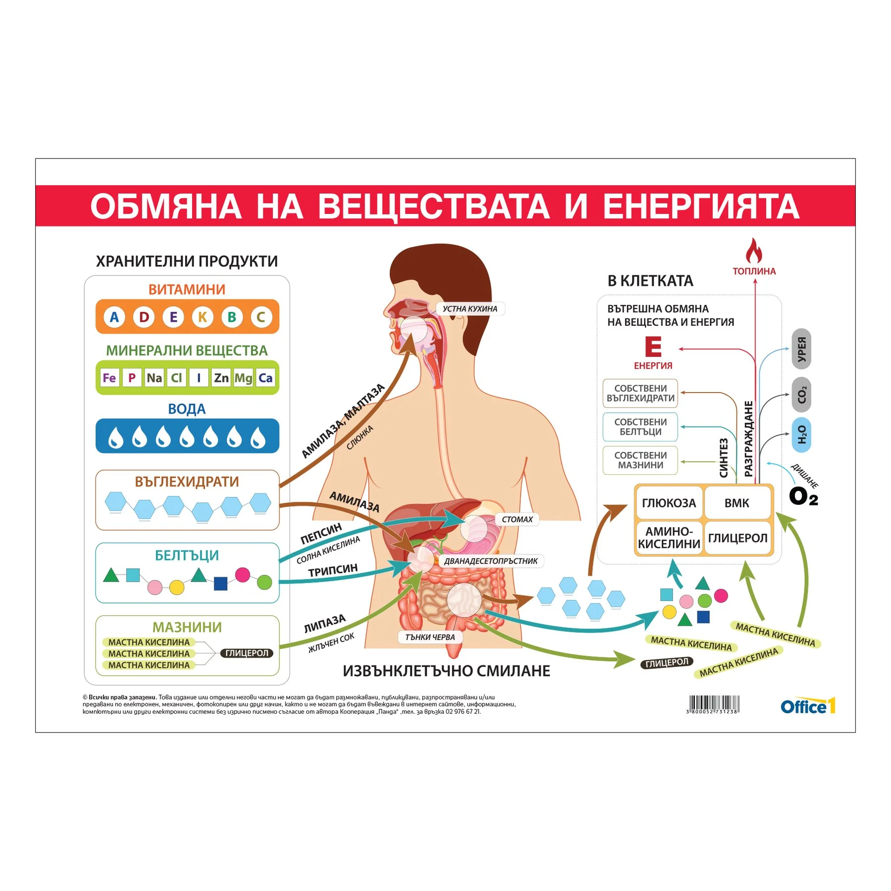 Office 1 Educational poster ''Metabolism and energy exchange'', 100 x 70 cm