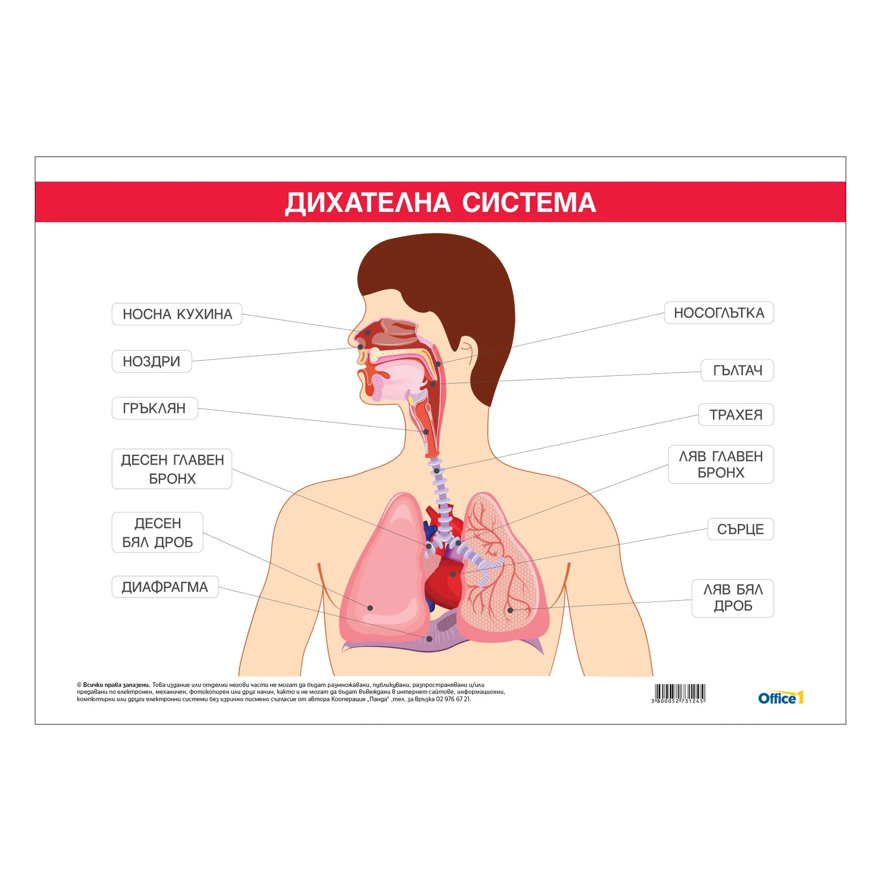 Office 1 Educational poster "Respiratory system", 100 x 70 cm