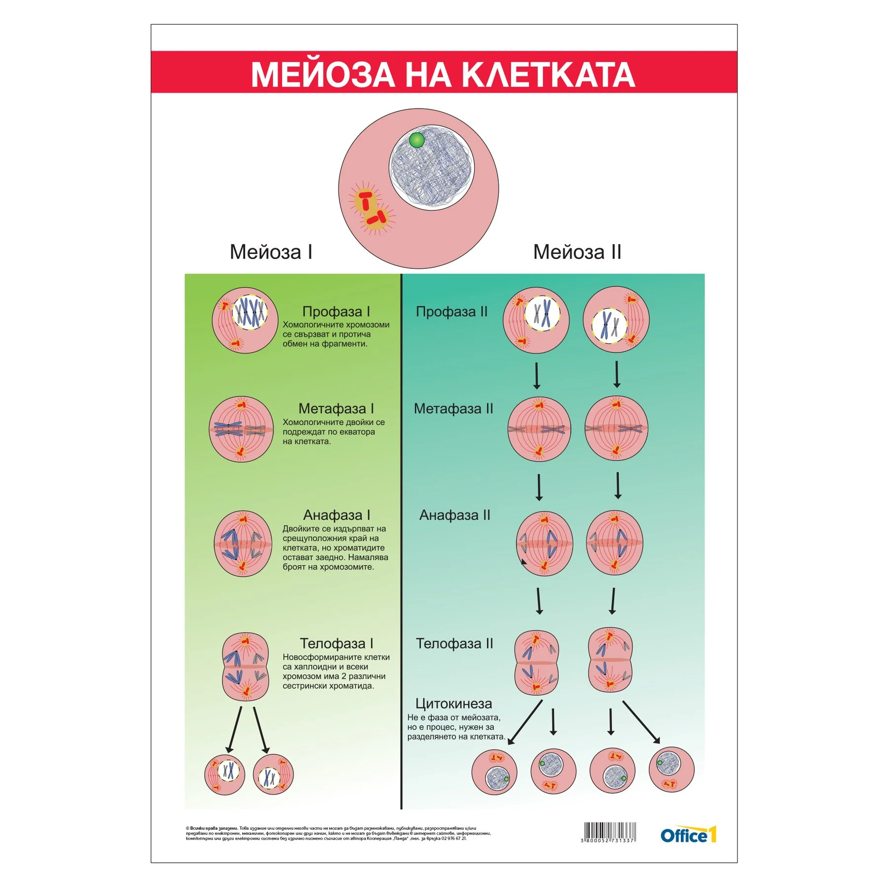 Office 1 School Board "Meiosis", 70 x 100 cm