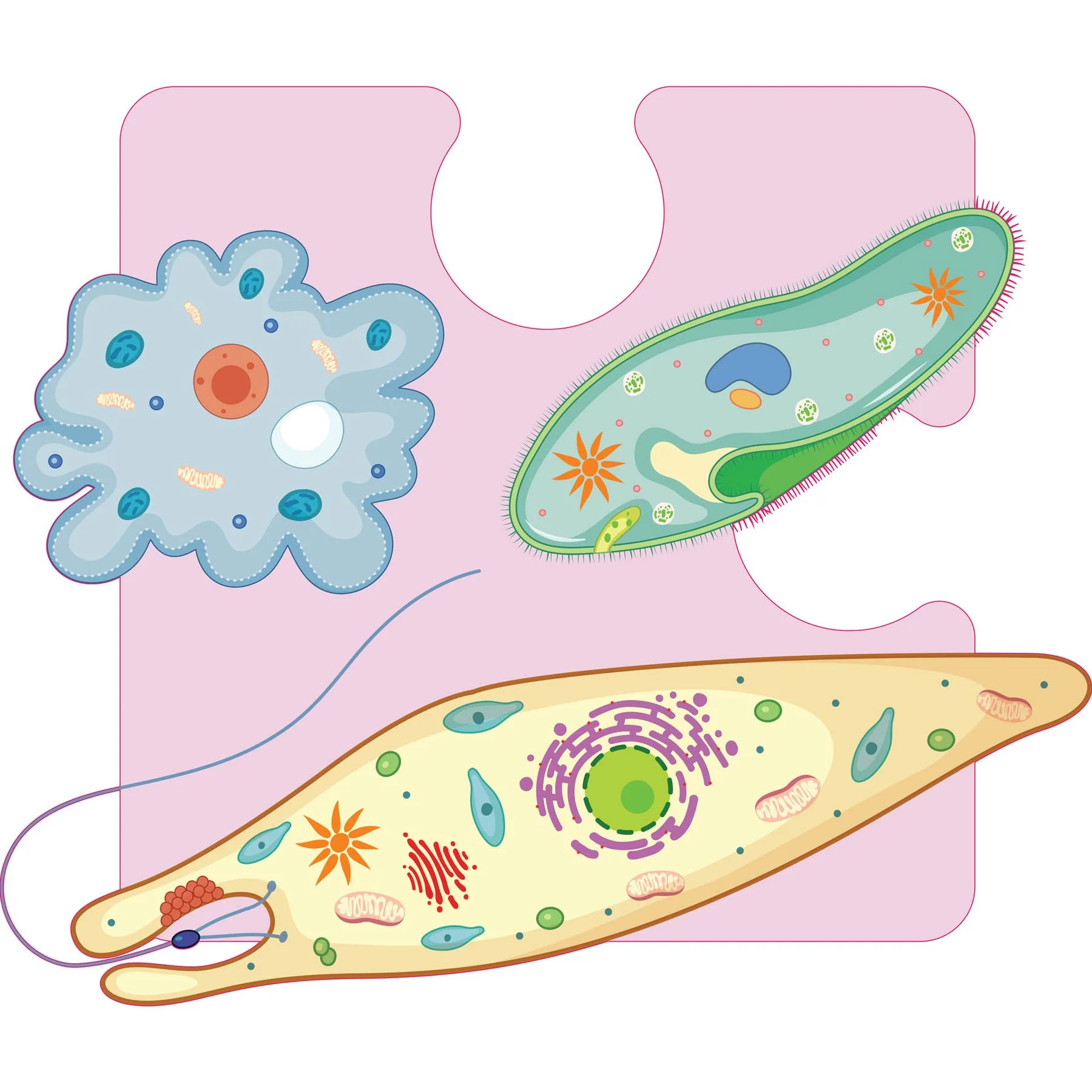 STEM Sticker, Natural sciences - Biology, set F3, 80 cm, sticker 4