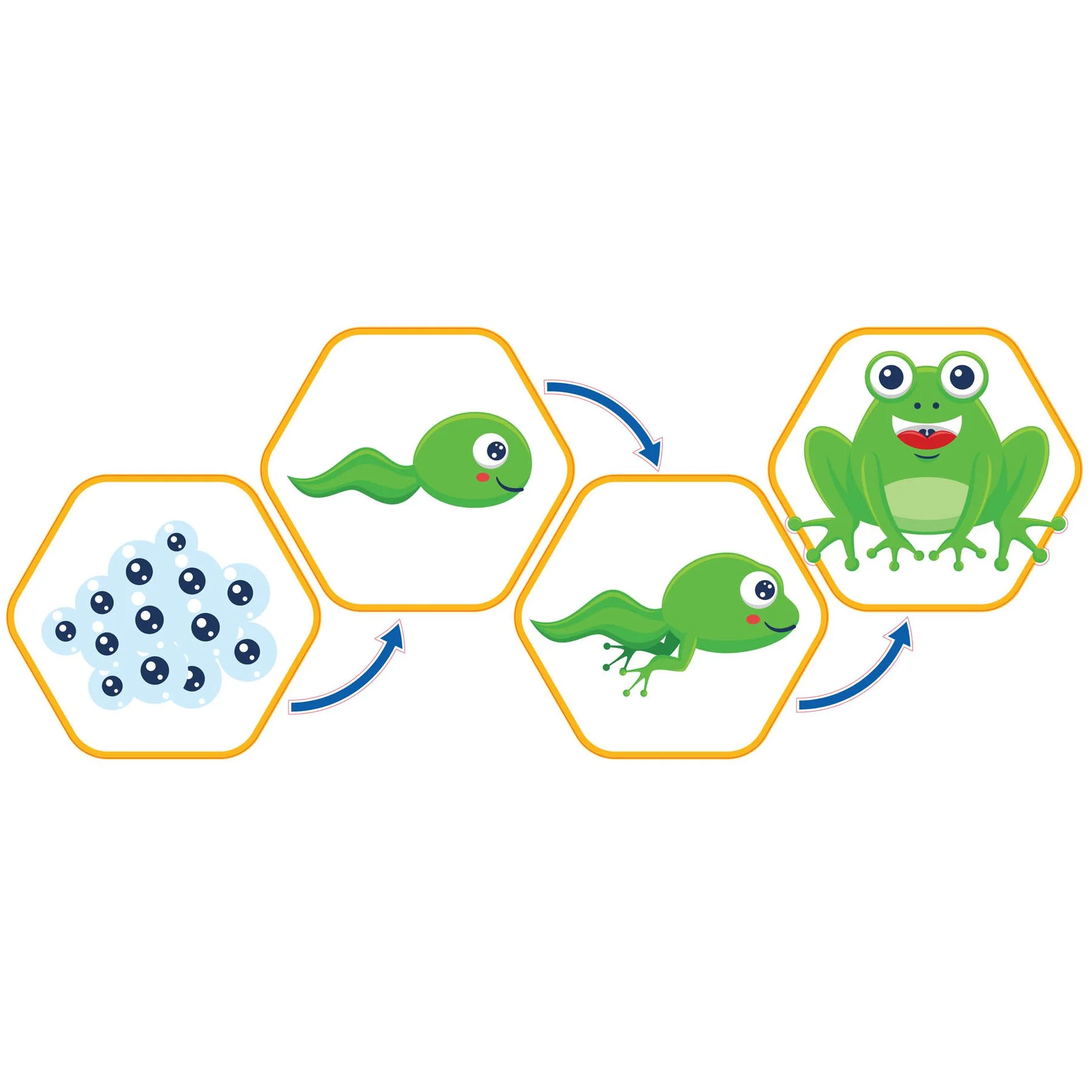 STEM Sticker, Natural Sciences - Biology, set F1, 100 cm, sticker 1