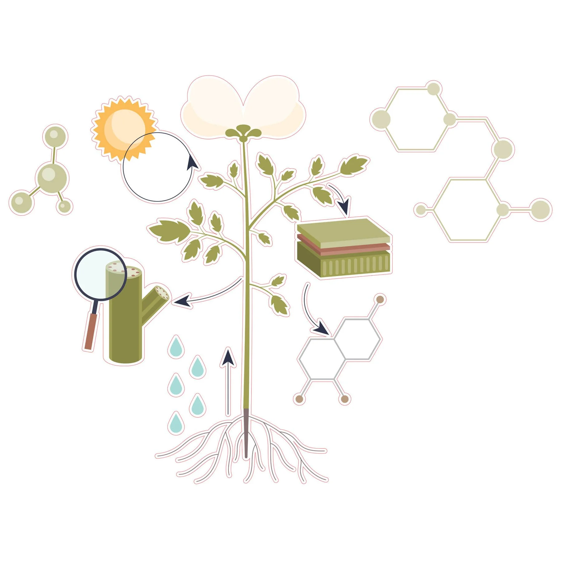 STEM Sticker, Natural sciences - Biology, set F10, 100 cm, sticker 10