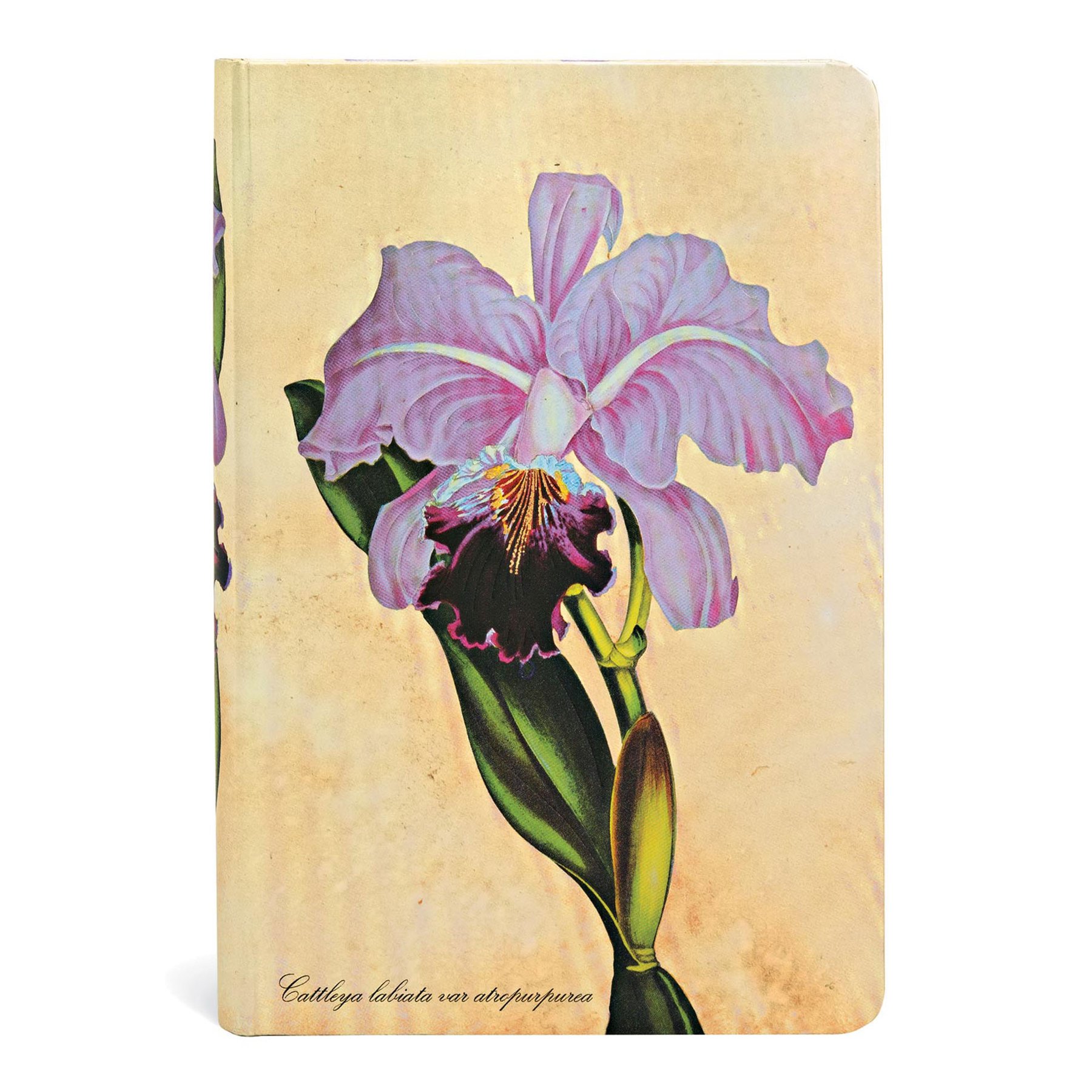 Paperblanks Journal Brazilian Orchid, Mini, 88 sheets