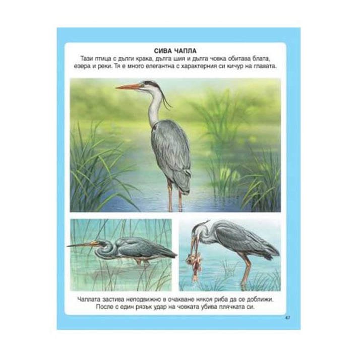 Енциклопедия на животните