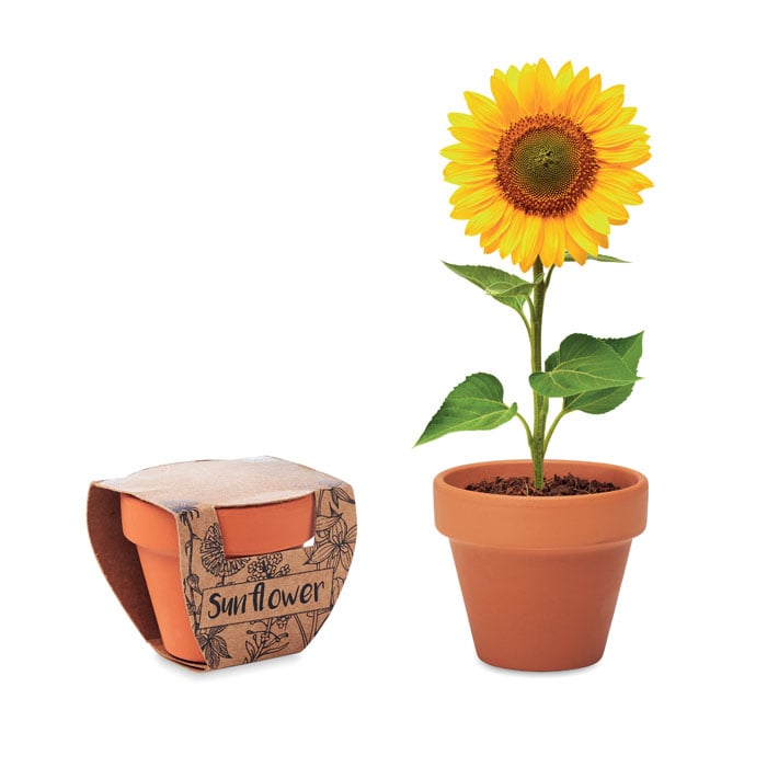 More Than Gifts Sunflower Growing Kit, in pot