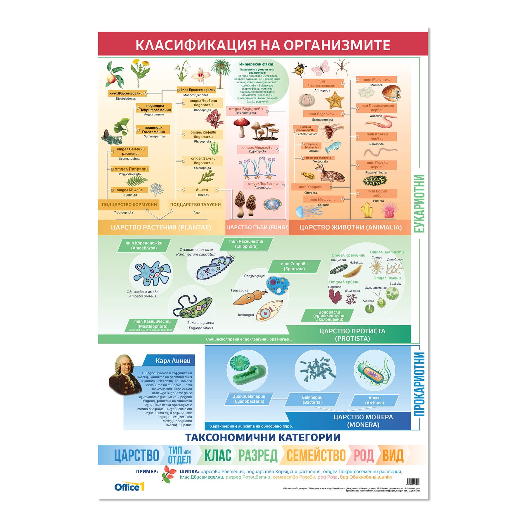 Office 1 Educational Poster “Classification of Organisms”, 70 x 100 cm