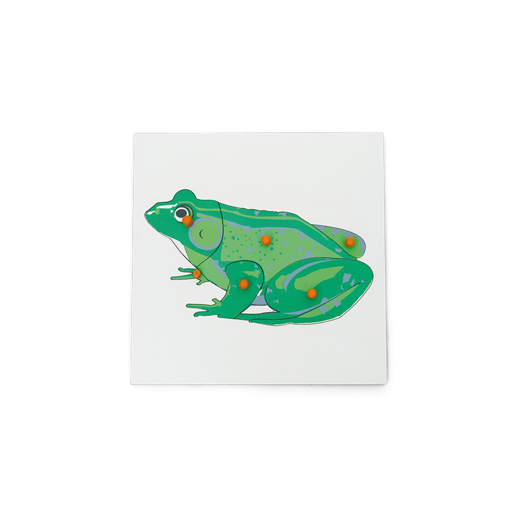 Nowa Szkola Puzzle Frog, wooden, 6 pieces