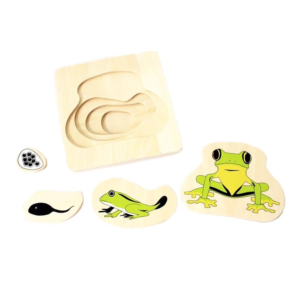 Layer puzzle Life cycle - frog