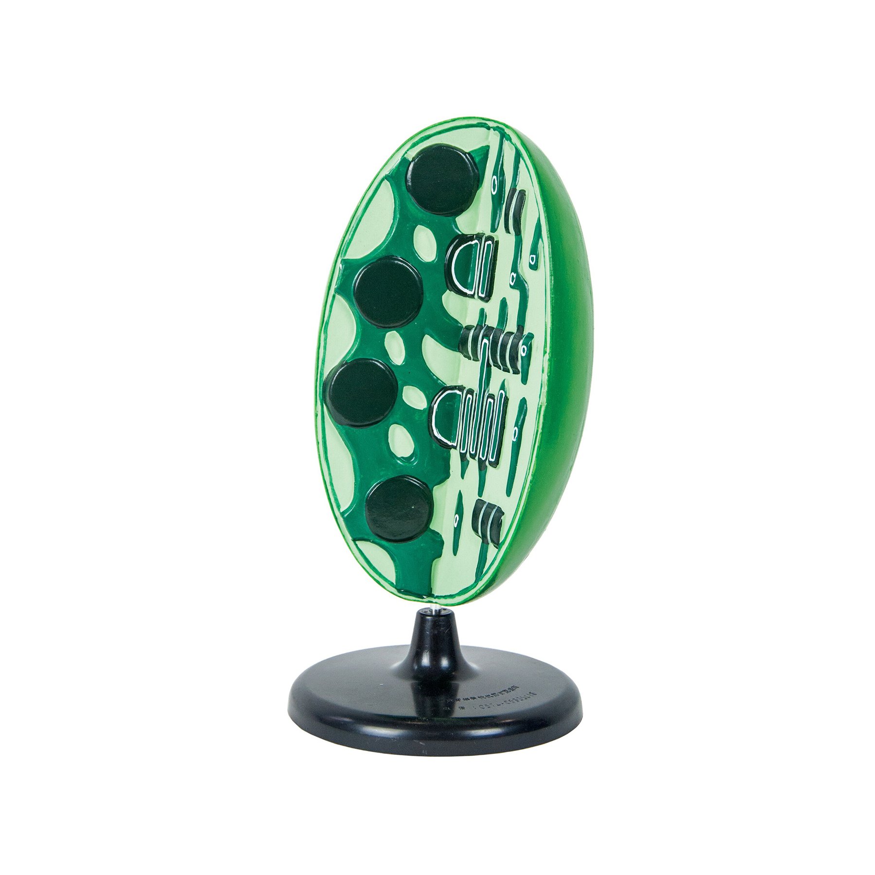 Nowa Szkola Chloroplast model, 3D