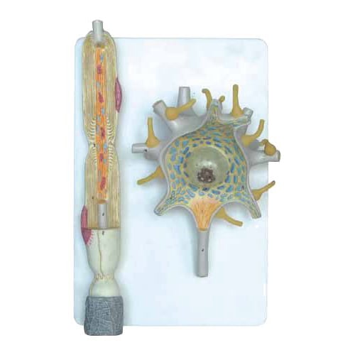 Nowa Szkola Neuron model