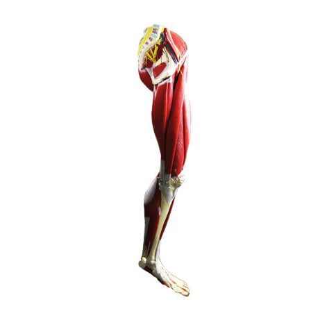 Nowa Szkola Model of leg muscular system