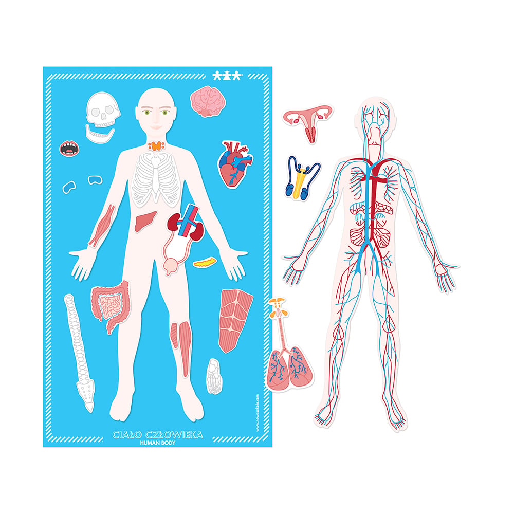Nowa Szkola Magnetic Board Human Body, 100 x 60 cm