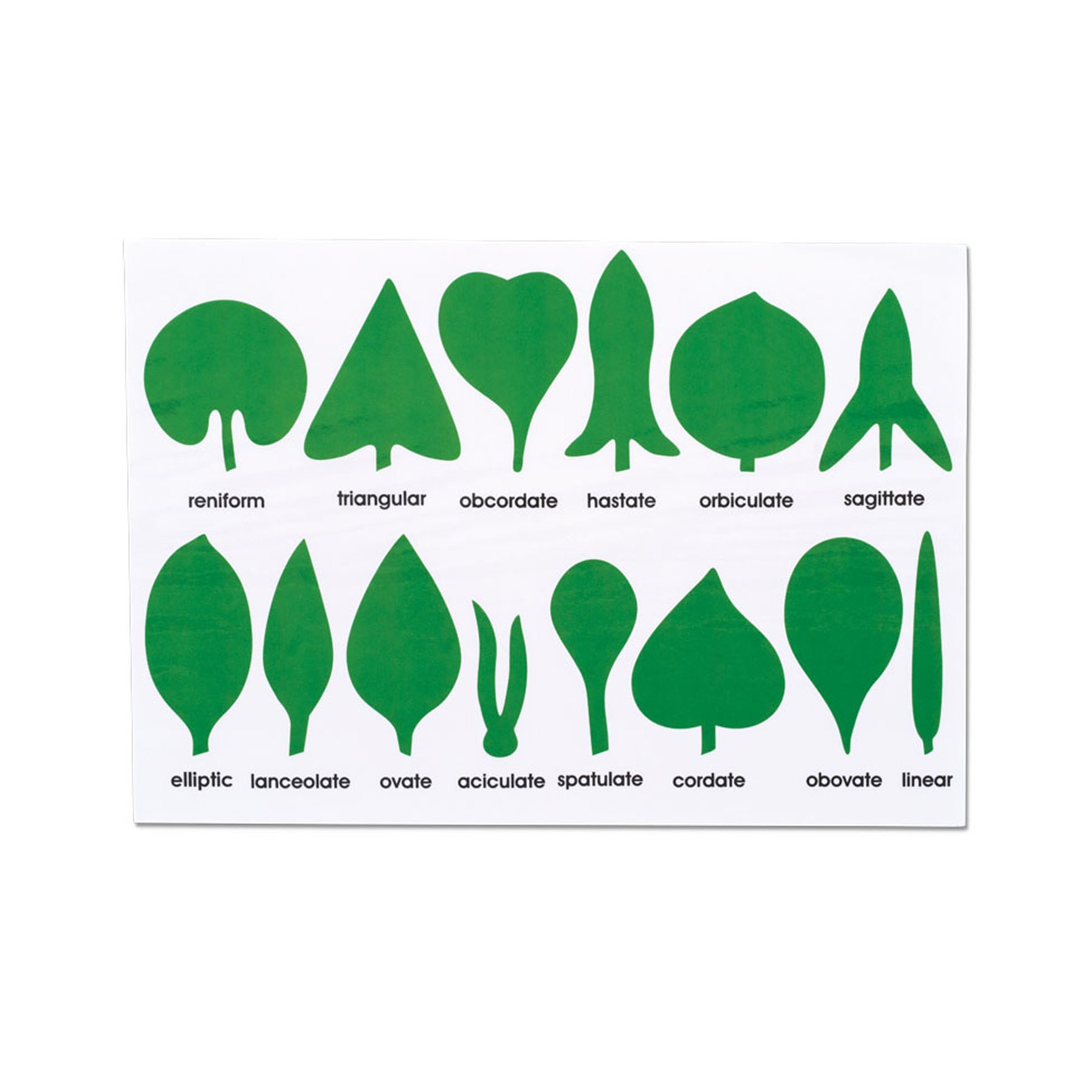 Nowa Szkola Control card - Leaf shapes