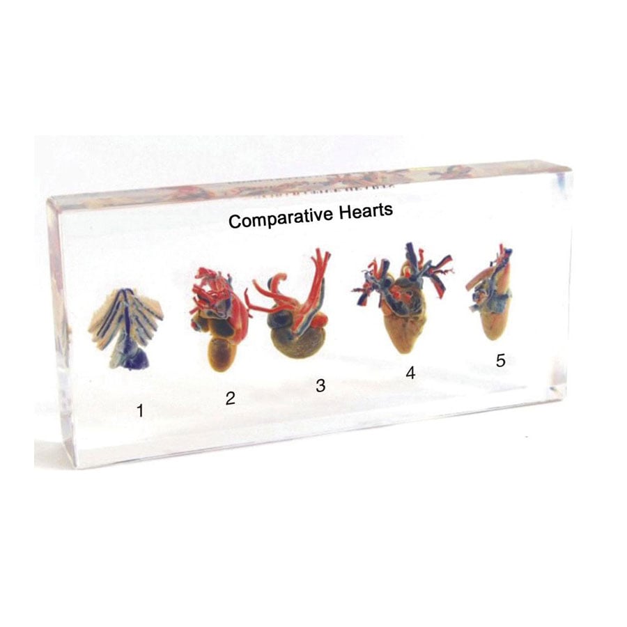 Nowa Szkola Animal Heart Model, cross-section, in plexiglass