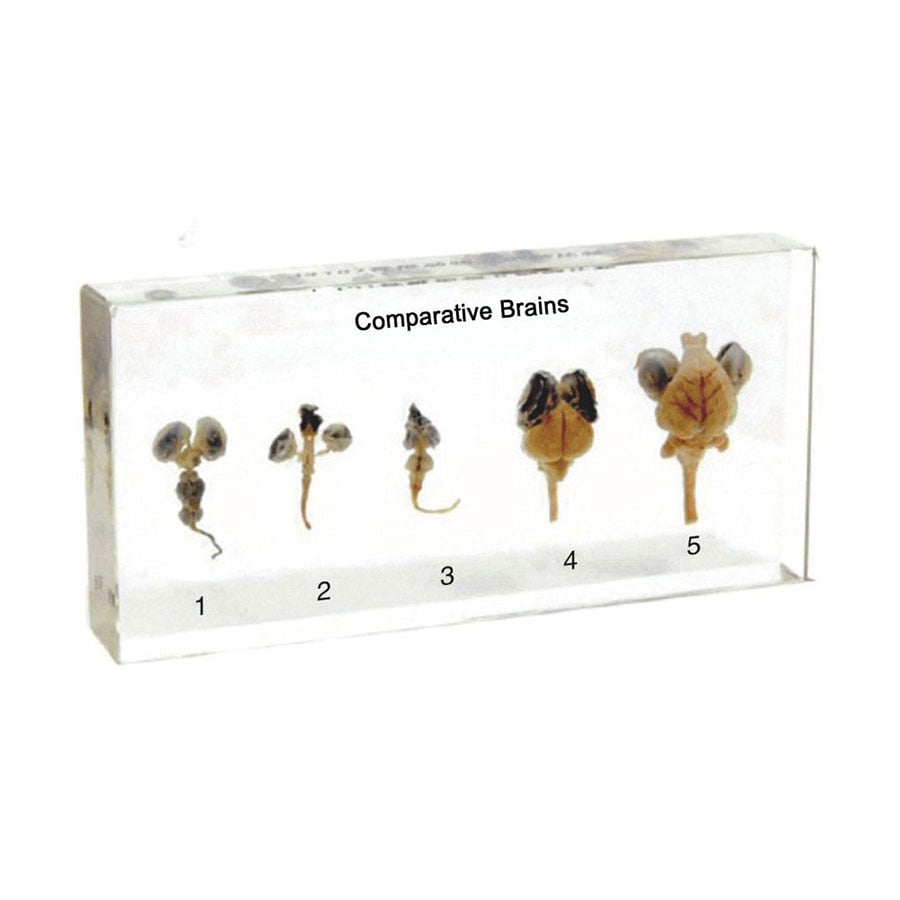 Nowa Szkola Animal brain model, cross-section, plexiglass