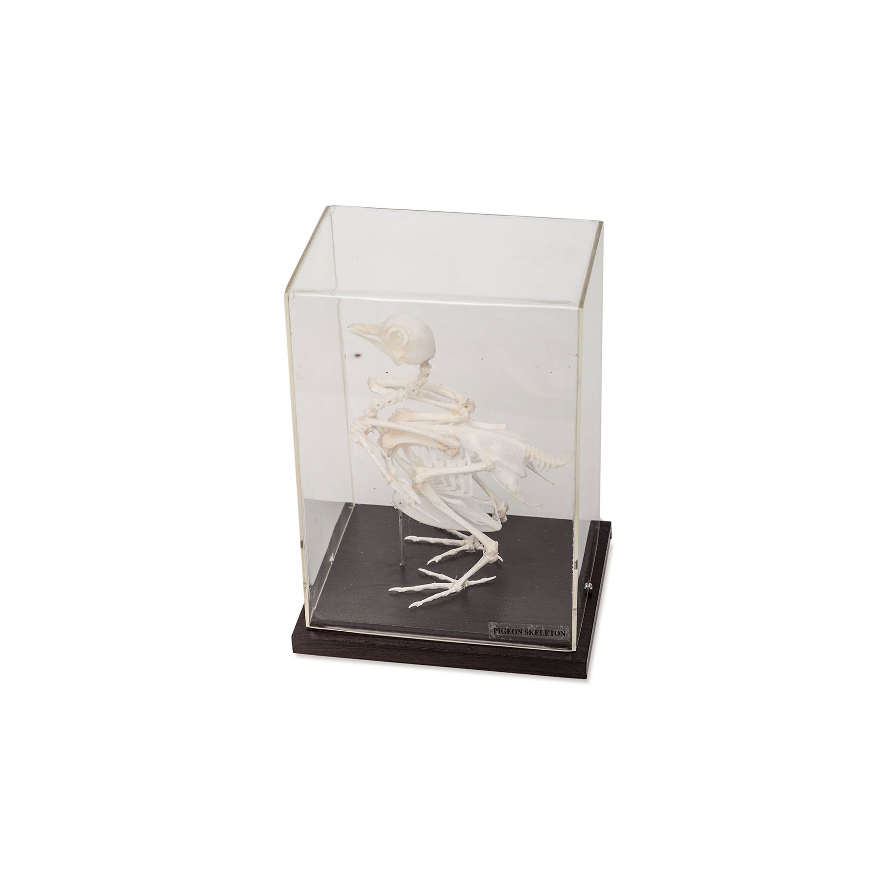 Nowa Szkola Pigeon Skeleton, 19.5 x 15.5 x 21 cm