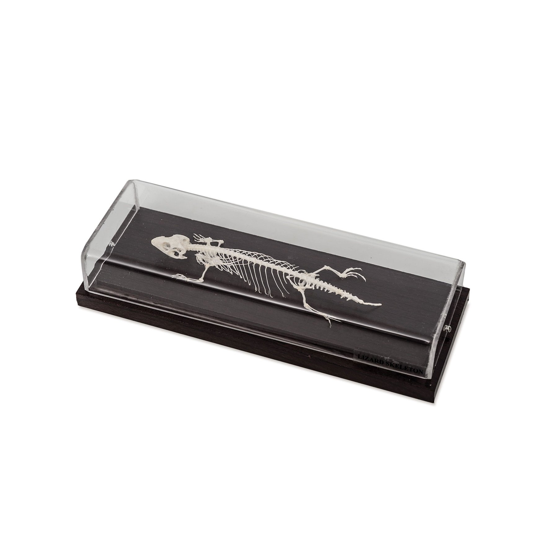 Nowa Szkola Lizard skeleton, 23 x 10 x 6.5 cm