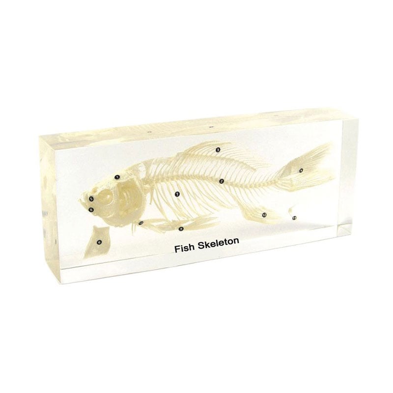 Nowa Szkola Fish skeleton, 20 x 9 x 4 cm