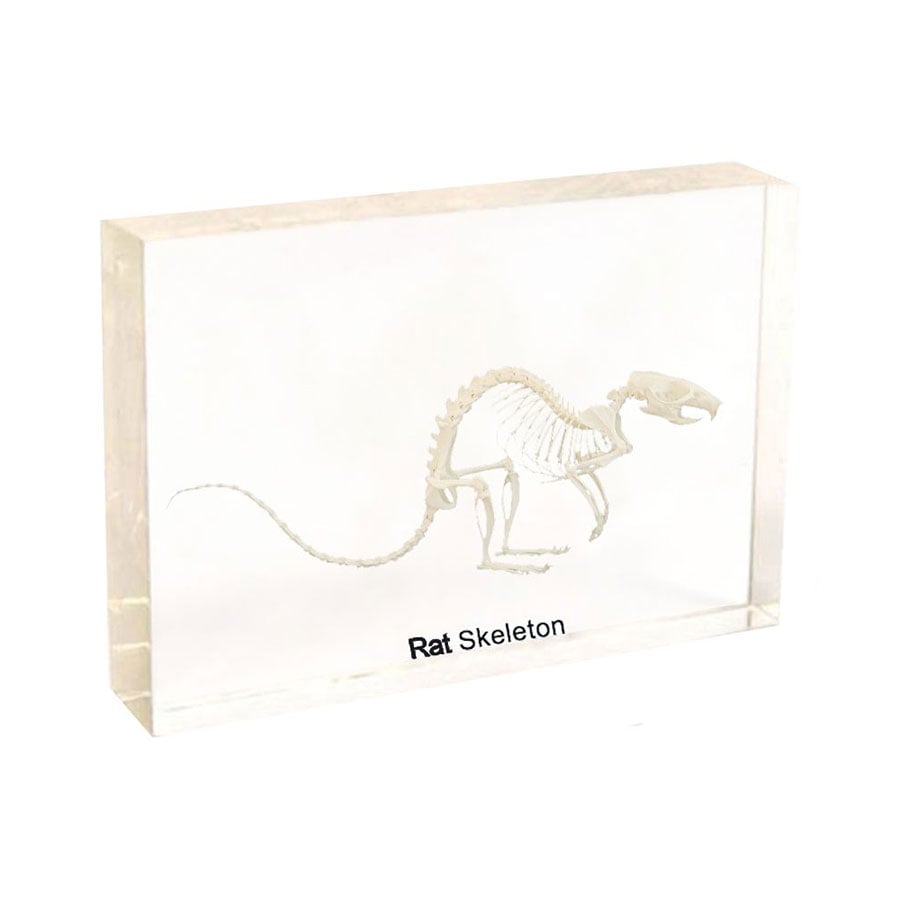 Nowa Szkola Rat skeleton, 20 x 9 x 4 cm