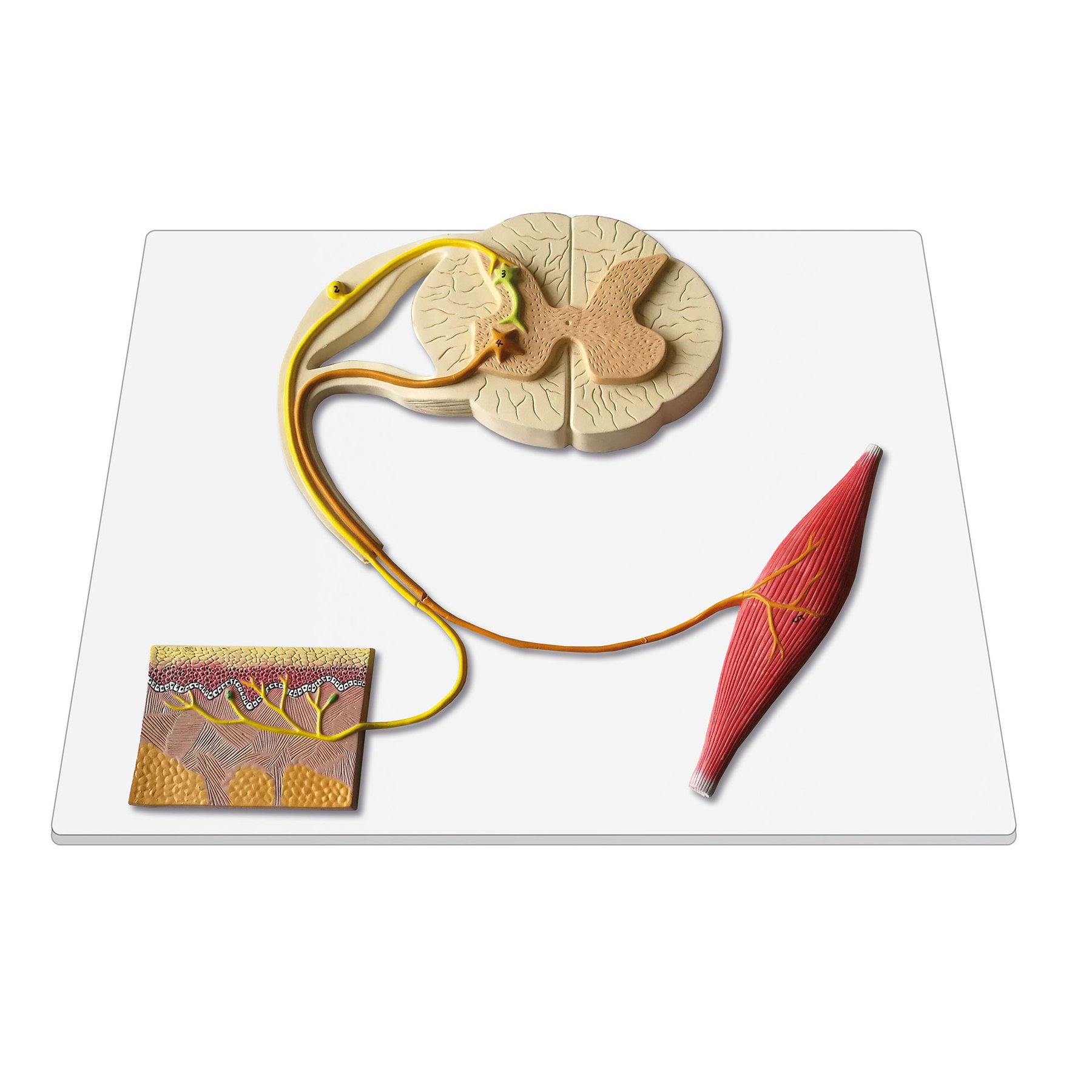 Nowa Szkola Reflex arc model, cross-section