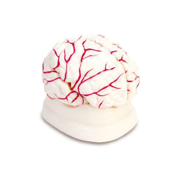 Nowa Szkola Human brain model, with arteries