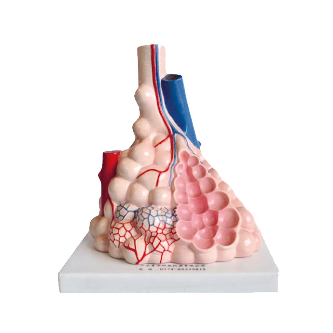 Nowa Szkola Demonstration Model of Pulmonary Alveoli